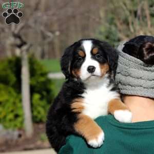 Nala, Bernese Mountain Dog Puppy